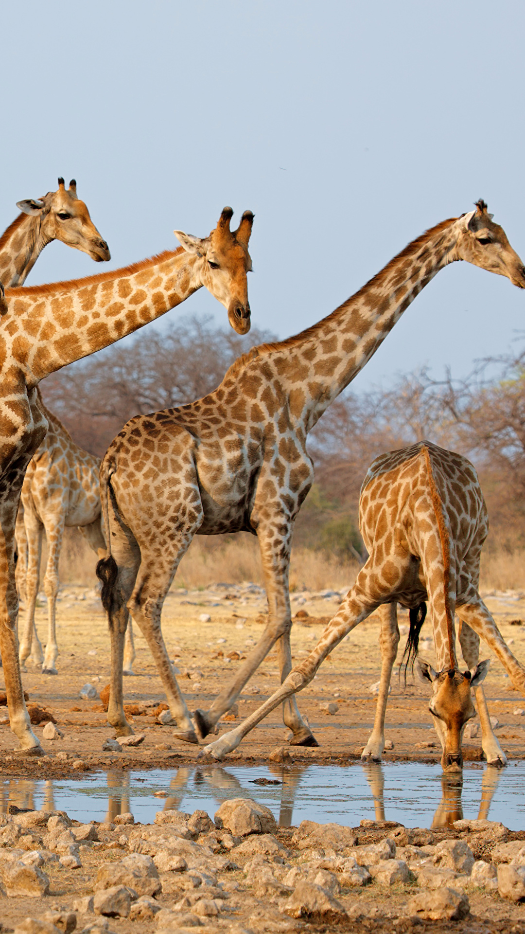 1080x1920  Картинки жираф животное 1080x1920