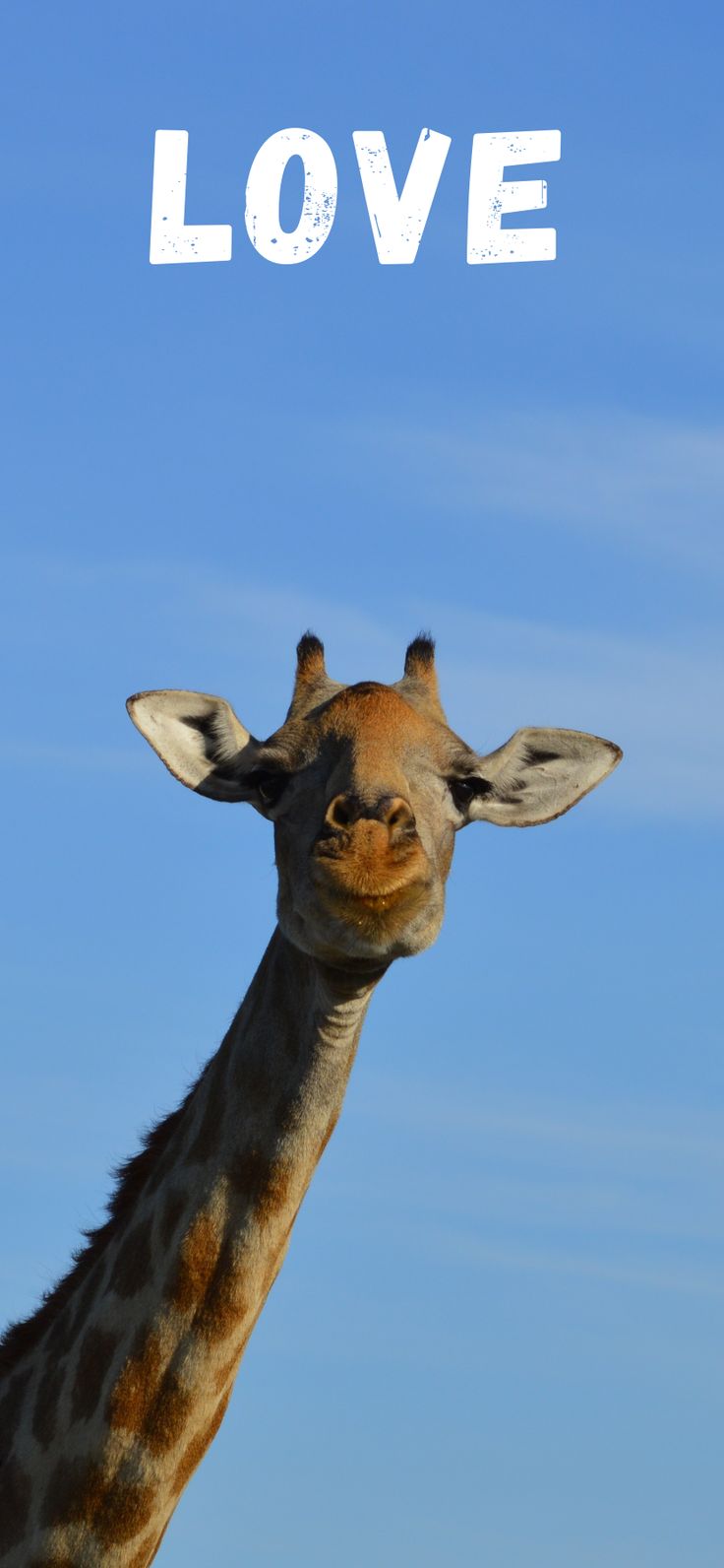 736x1592  Фон для телефона | Жираф, Фон, Телефон