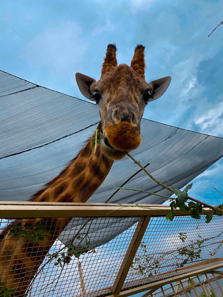 900x1200  Пин от пользователя ⭐Викусички⭐ на доске Милые зайки | Жираф, Обои, Лето