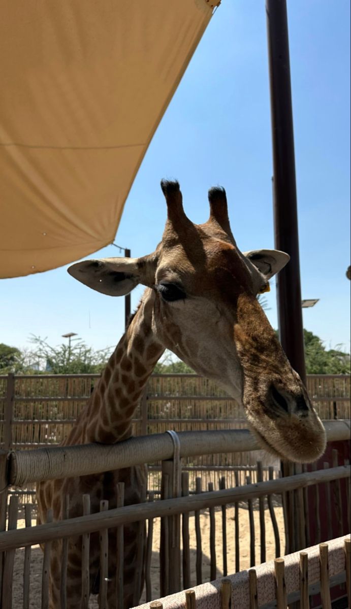 691x1200  Милые животные. Жираф/Giraffe. Cute animals in 2023 | Instagram photo,  Photo and video, Instagram