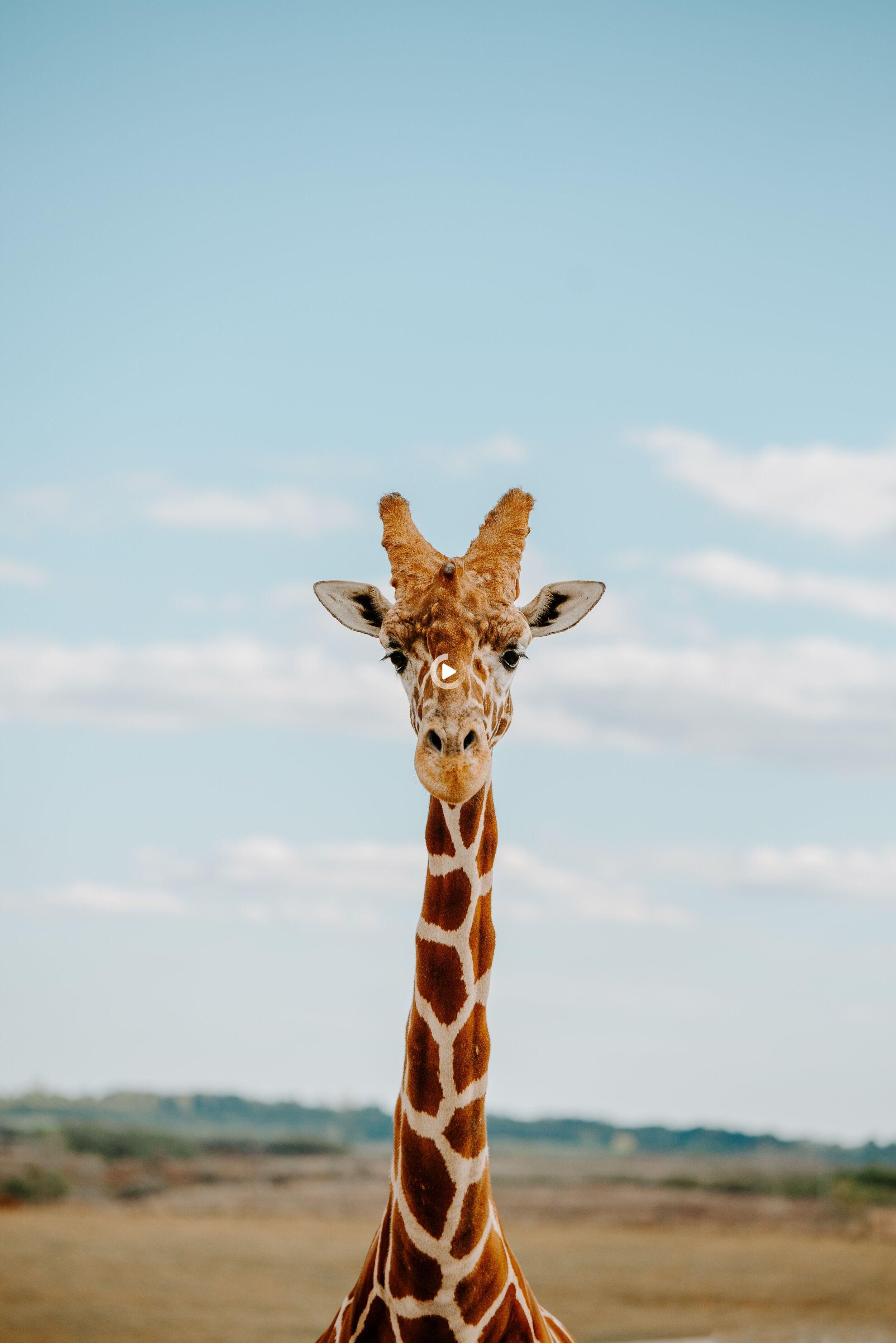 2500x3745  Giraffe 4k iPhone Wallpapers - Wallpaper Cave