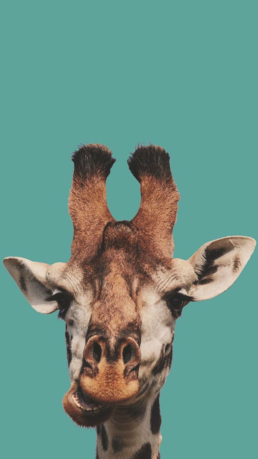 900x1600  Скачать обои \"Жираф\" на телефон в высоком качестве, вертикальные картинки \" Жираф\" бесплатно