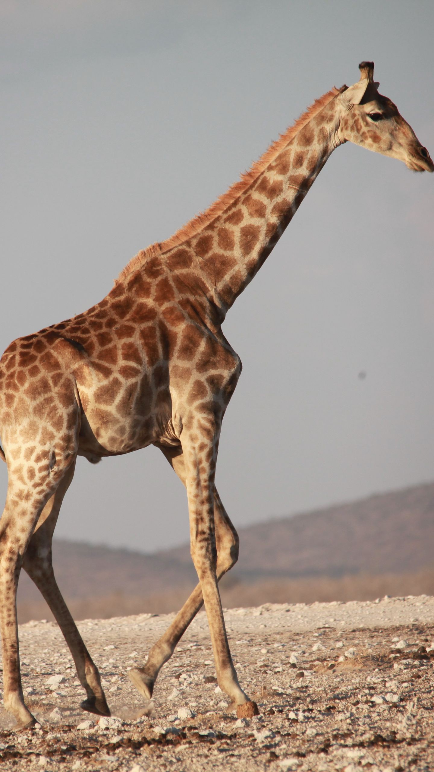 1440x2560  Открытка любовь мультфильм мобильные обои Фон Обои Изображение для  бесплатной загрузки - Pngtree