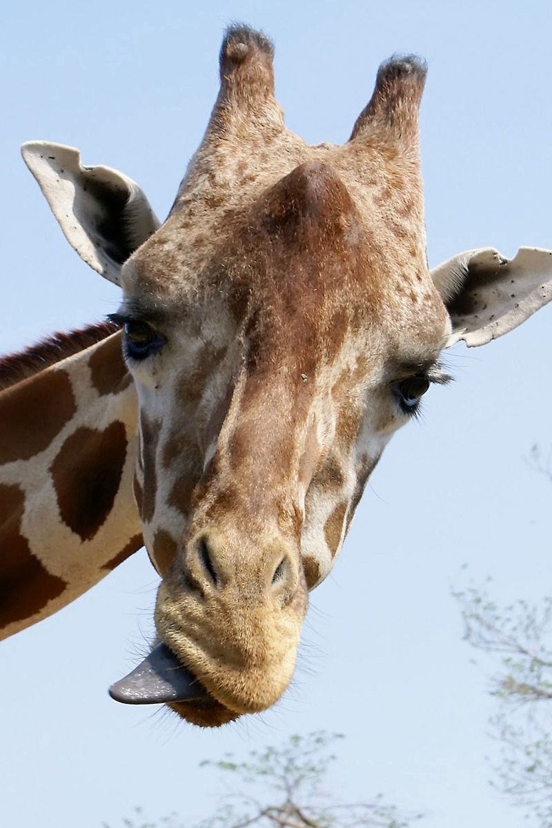 800x1200  Жираф на черном фоне - фото и картинки abrakadabra.fun