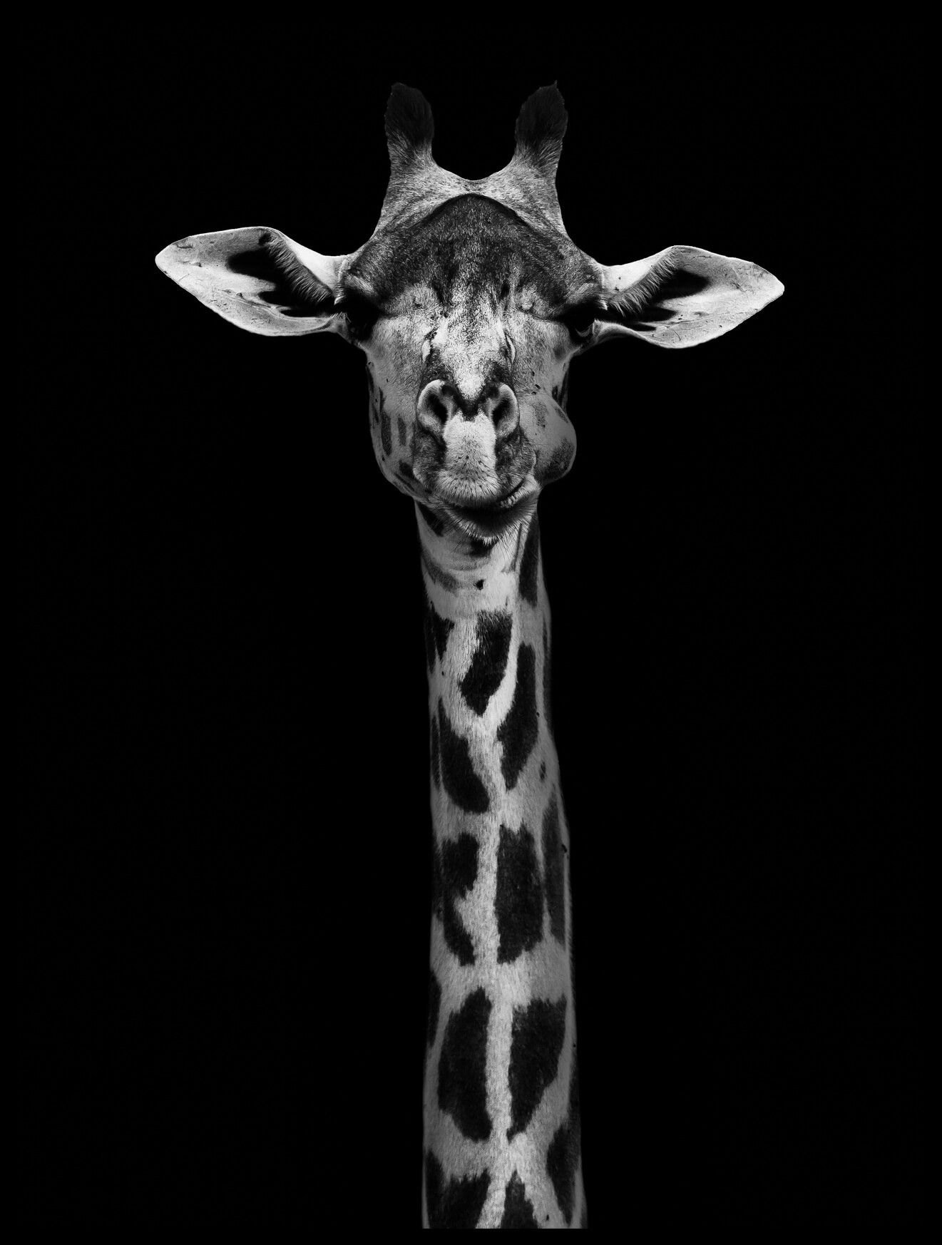 1321x1746  Картинка жираф Детеныши втроем животное 1080x1920