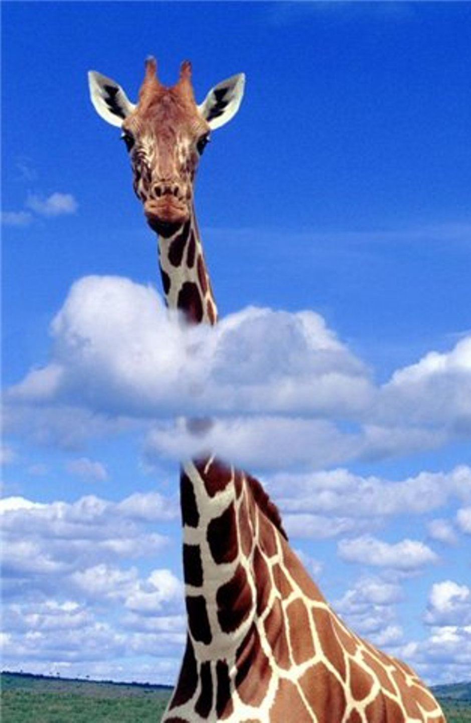 939x1440  Жираф и детеныш жирафа | Премиум Фото