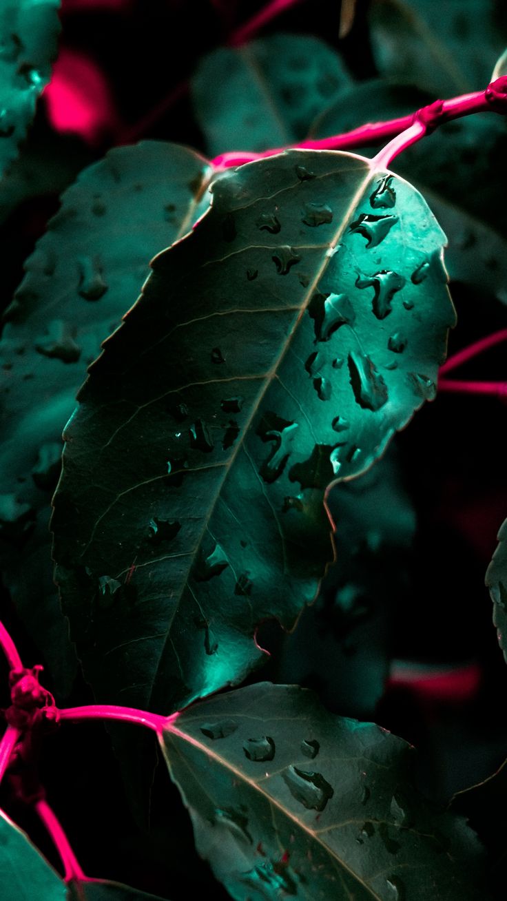 736x1308  Пин на доске заставки