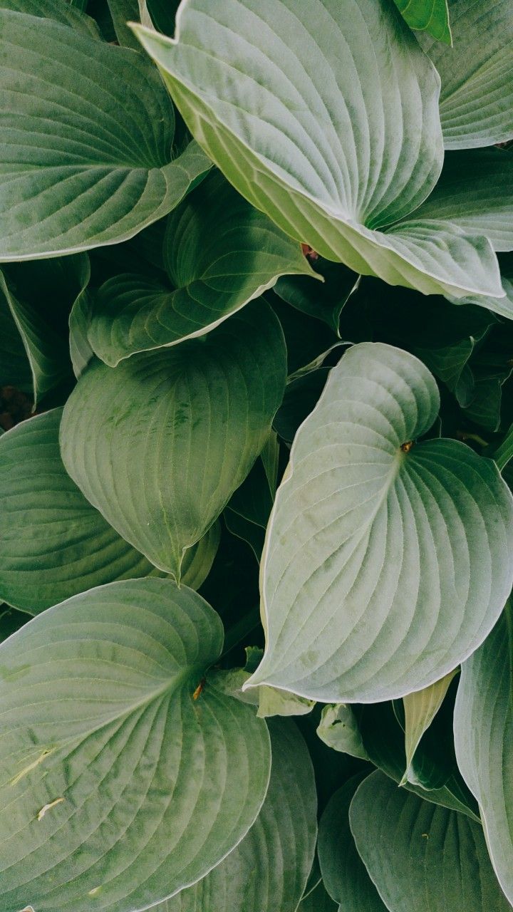 720x1280  зеленые листья фон | Зеленые листья, Зеленый, Листья