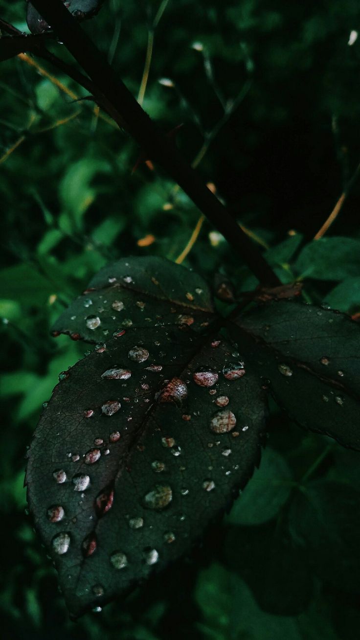 736x1308  Обои на телефон в HD качестве | Листья, Осенние картинки, Живописный логотип