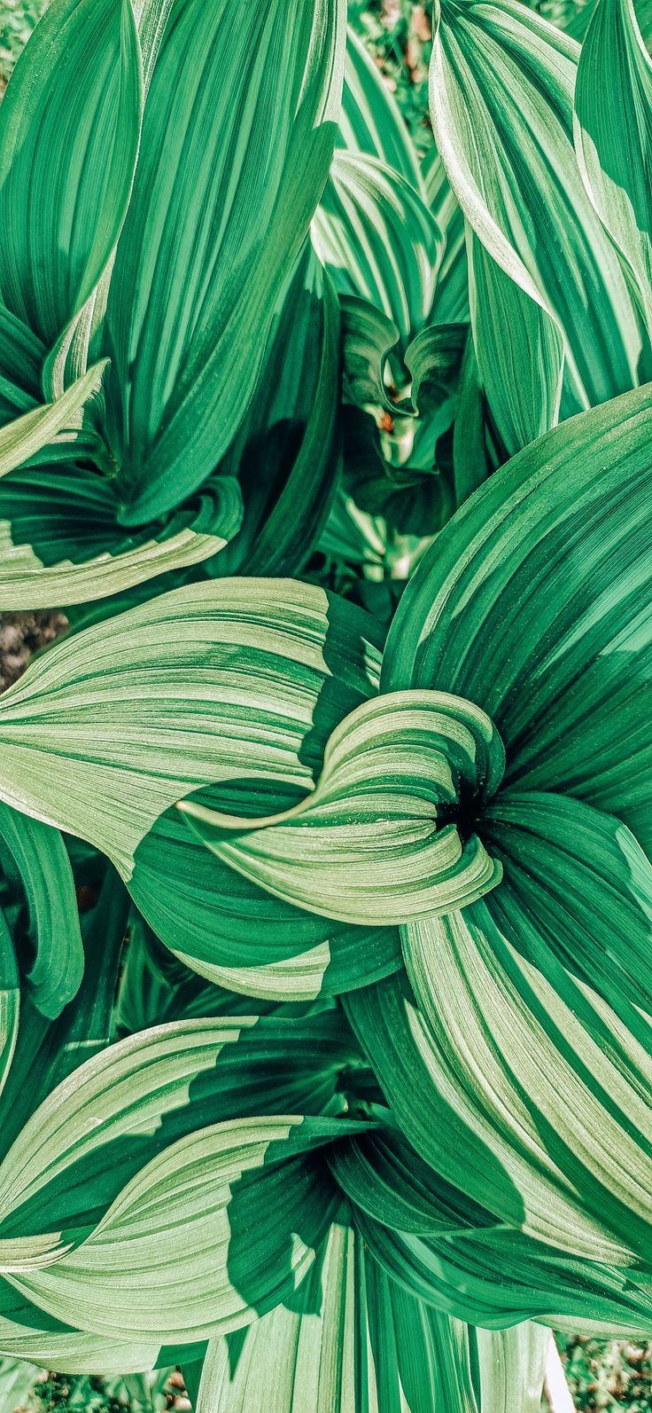 736x1593  Обои на телефон | Листья, Зеленые листья, Обои