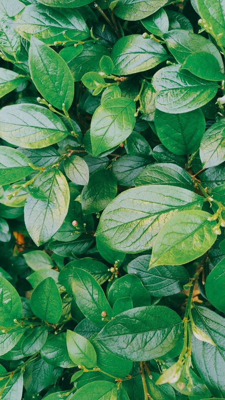 720x1280  зелень листья фон | Листья, Зеленые листья, Зеленые фоны