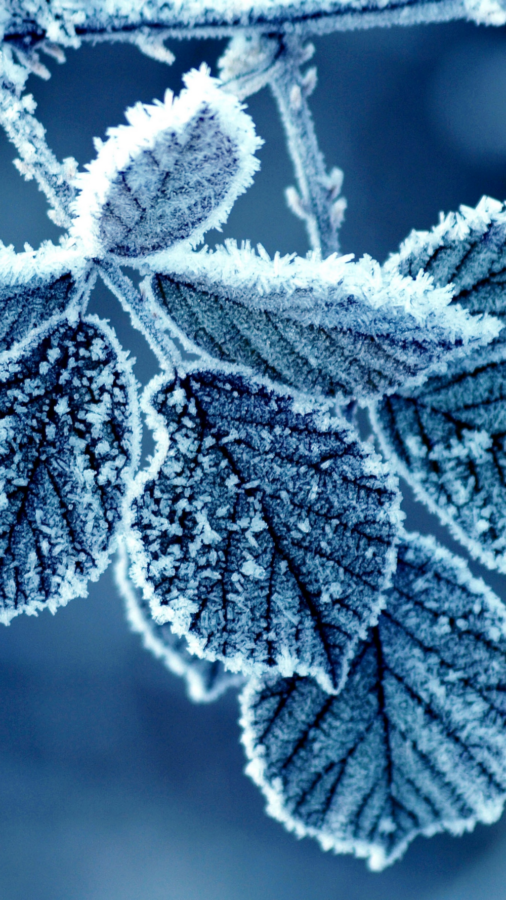 1000x1777  Скачать 1350x2400 листья, иней, зима, снег, холод обои ... | Живописные  пейзажи, Пейзажи, Зимние растения
