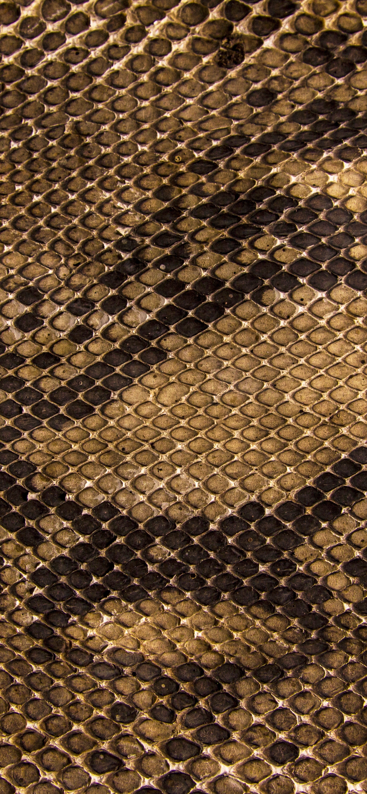 1242x2688  Скачать обои и картинки змеиная кожа, чешуя, рисунок для рабочего стола в  разрешении 1242x2688