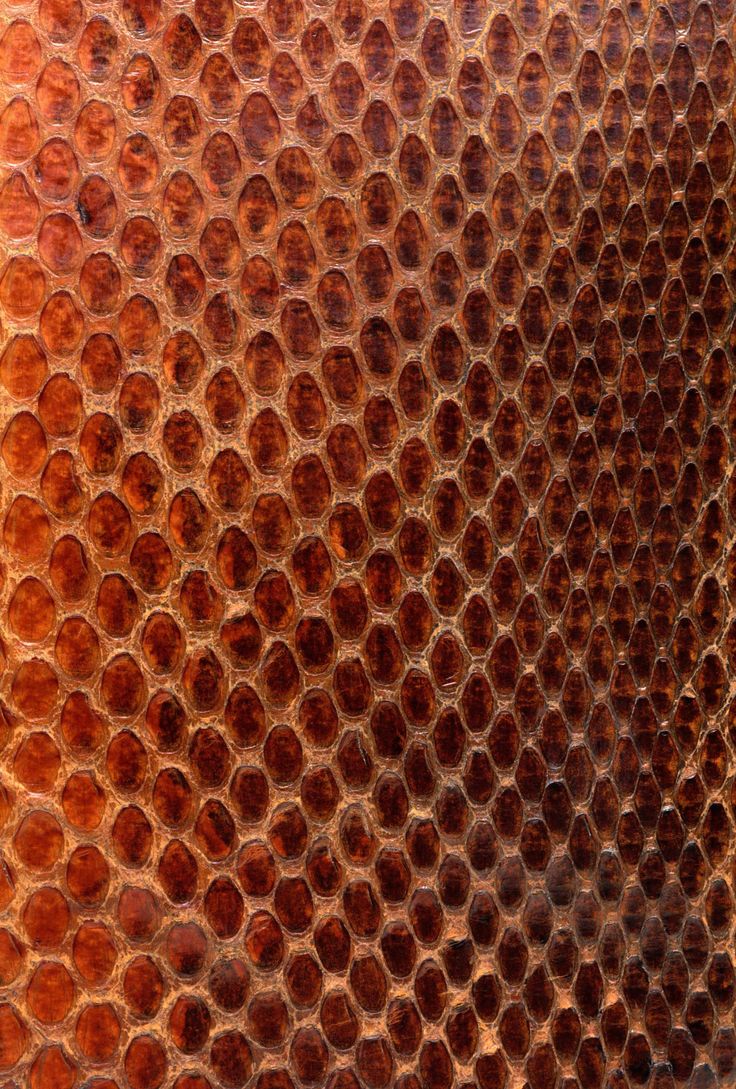 736x1089  Идеи на тему «Кожа змеи» (19) | кожа, обои с животным принтом,  закономерности в природе