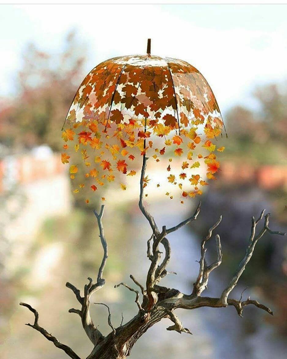 937x1171  Фантастический зонтик😍 | Cool pictures for wallpaper, Miniature  photography, Beautiful nature wallpaper