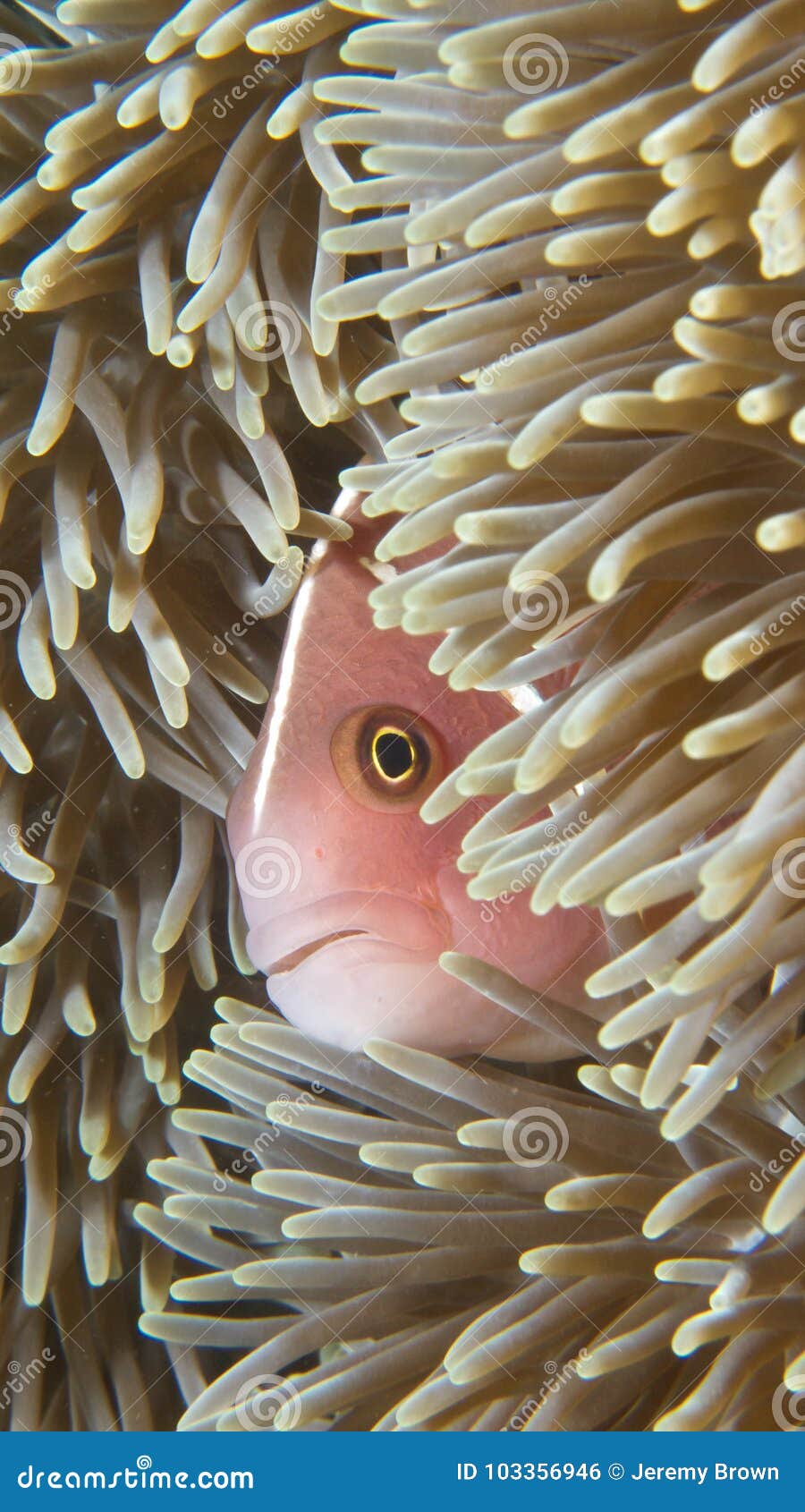 900x1690  Обои мобильного телефона; уникально предпосылка морского пехотинца макроса  Стоковое Фото - изображение насчитывающей беспозвоночные, макрос: 103356946