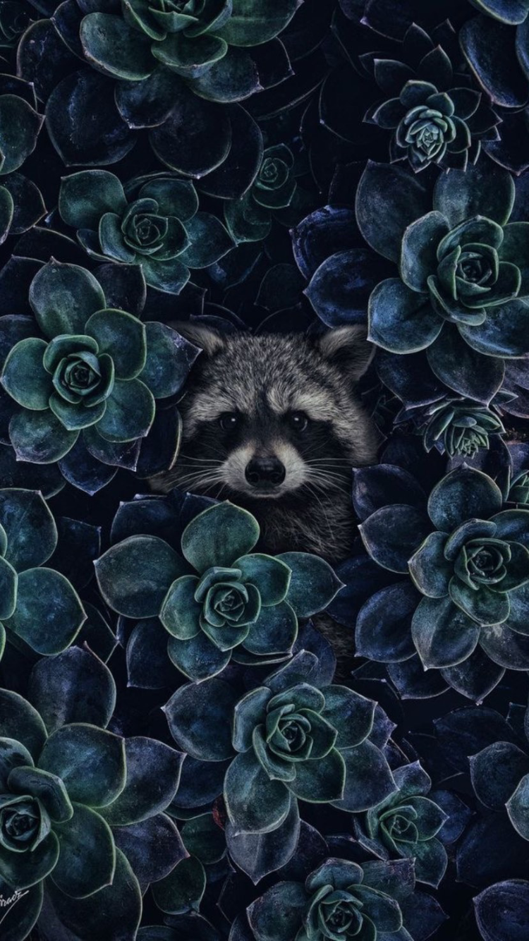 750x1334  Фон,фоновое изображение,картинка,заставка,обои | Портреты домашних  животных, Фотографии животных, Обои с животными