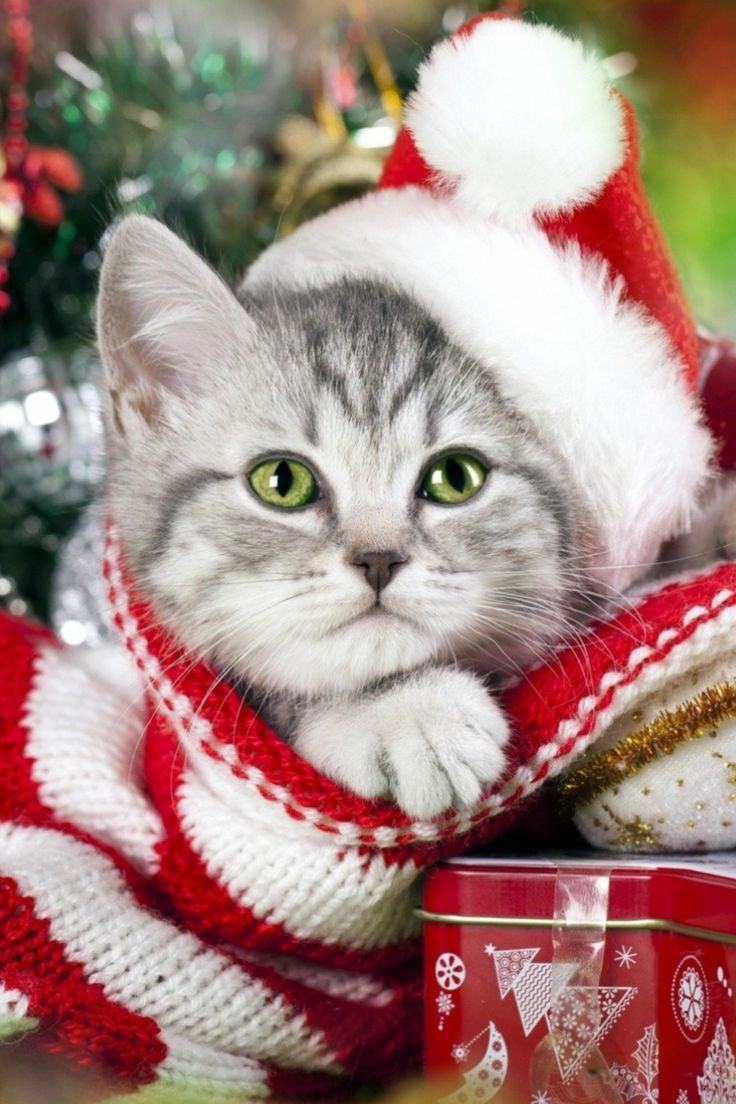 736x1104  Милота. Зеленоглазое чудо. | Котята, Котенок, Милые детеныши животных