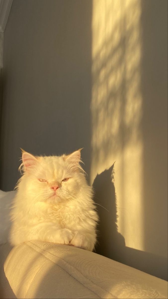 675x1200  Идеи на тему «Обои на телефон» (150) в 2023 г | обои, джейкоб блэк, рыжий  волк