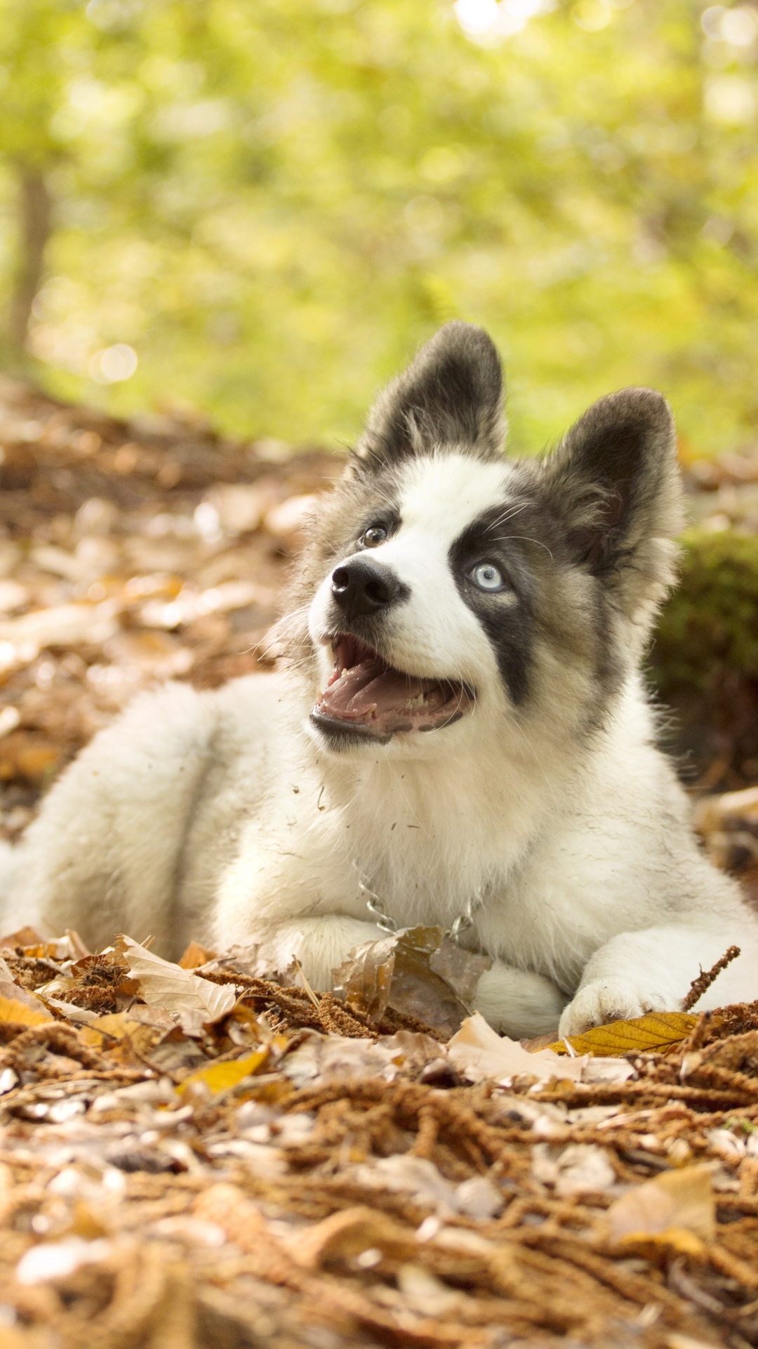 1080x1920  Скачать обои \"Якутская Лайка\" на телефон в высоком качестве, вертикальные  картинки \"Якутская Лайка\" бесплатно