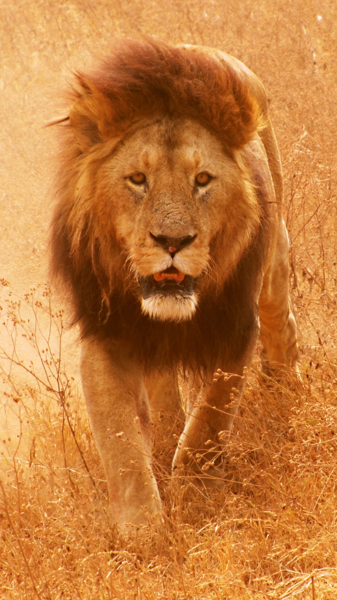 1080x1920 Lion Wallpaper Hd For Mobile 