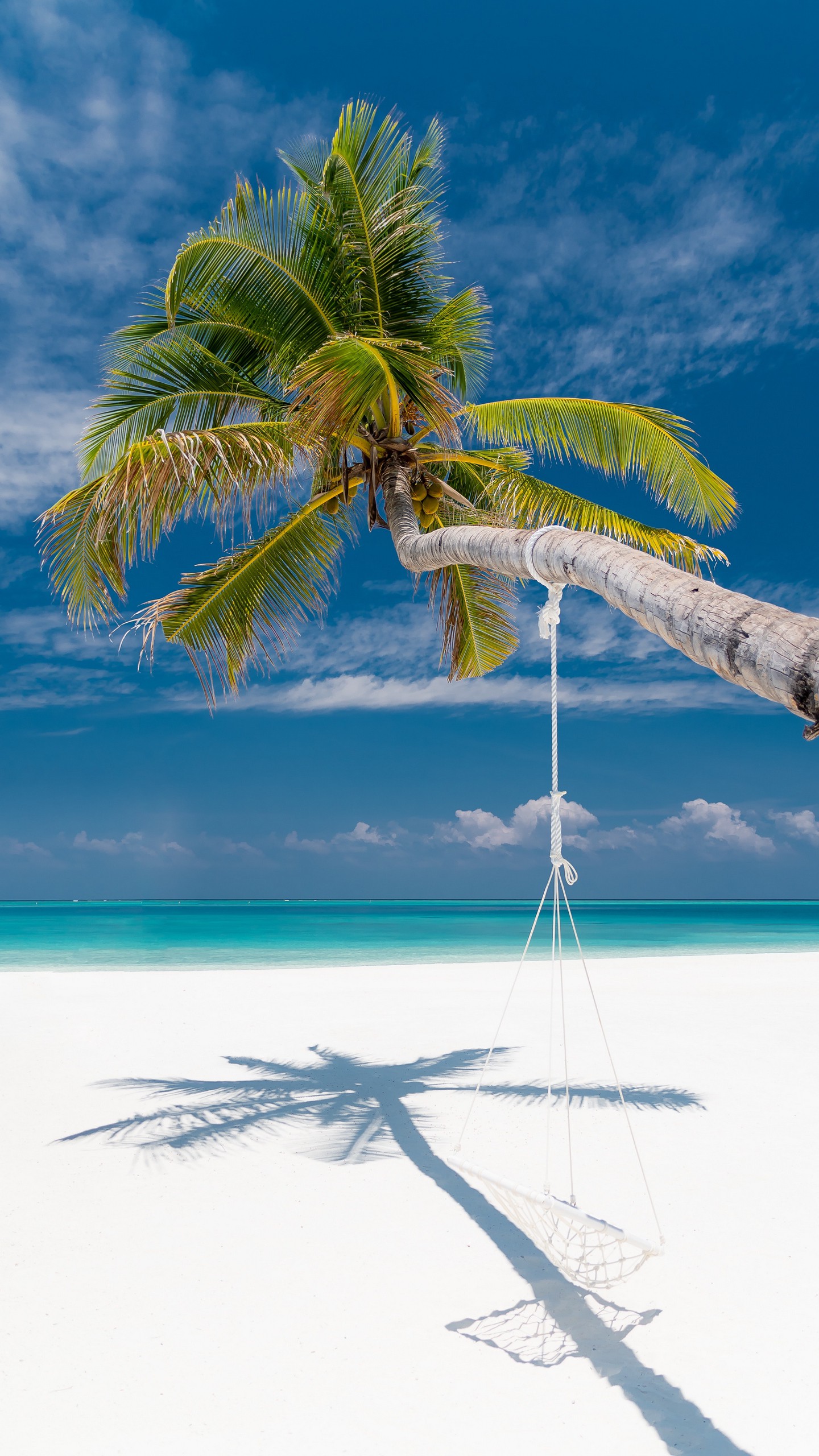 1440x2560  Обои на телефон пальма, пляж, тропики, море, лето - скачать бесплатно в  высоком качестве из категории \"Природа\"