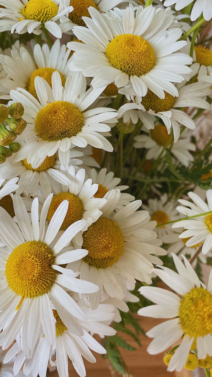 675x1200  Ромашки | Ромашки, Летние фотографии природы, Цветочные фоны