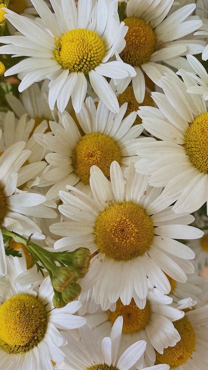 675x1200  Ромашки | Ромашки, Фоновые рисунки, Осенние виды