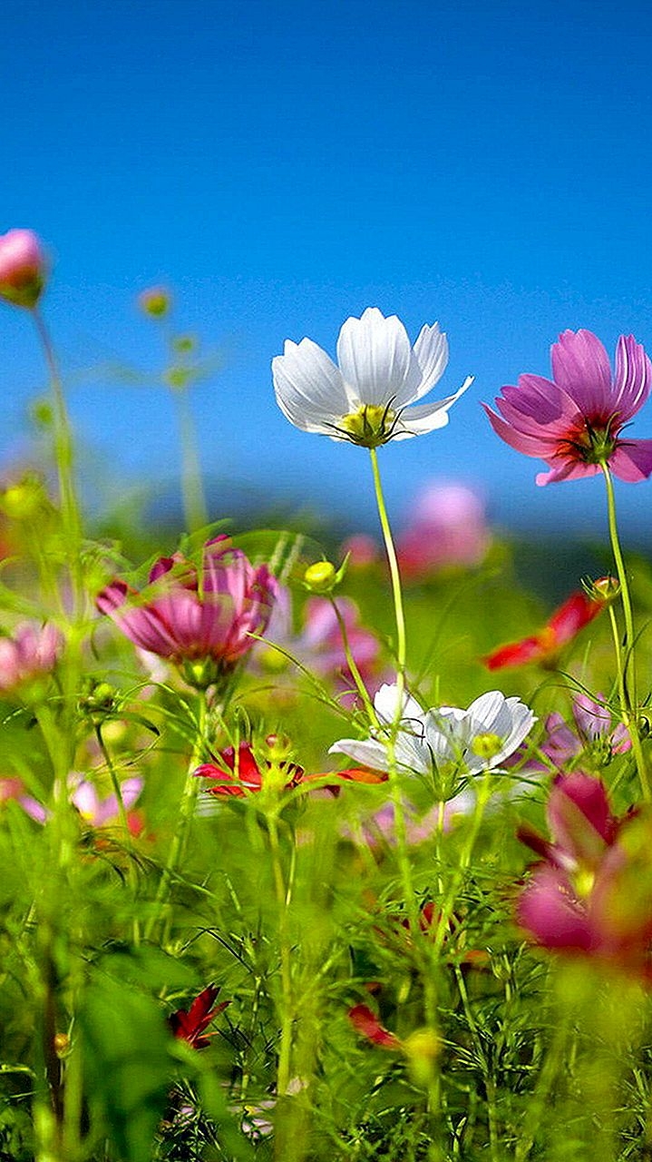 719x1280  Обои на телефон летние цветы - 65 фото