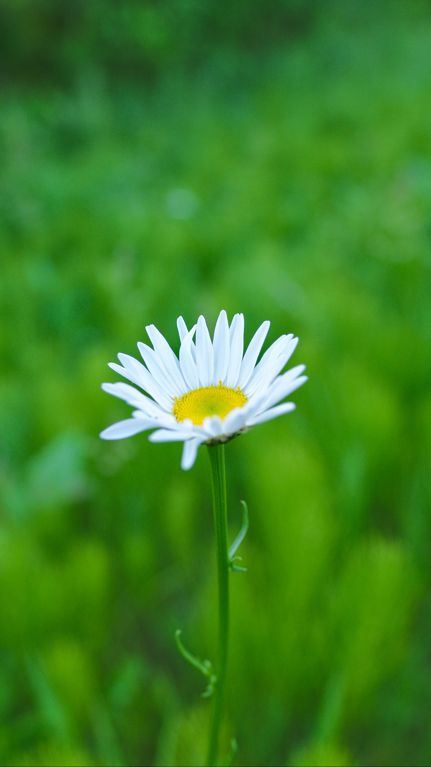 1440x2560  Обои на телефон ромашка, цветок, белый, зелень, лето - скачать бесплатно в  высоком качестве из категории \"Цветы\"