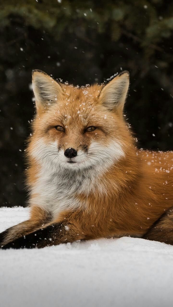 720x1280  Скачать обои \"Лисы\" на телефон в высоком качестве, вертикальные картинки \" Лисы\" бесплатно