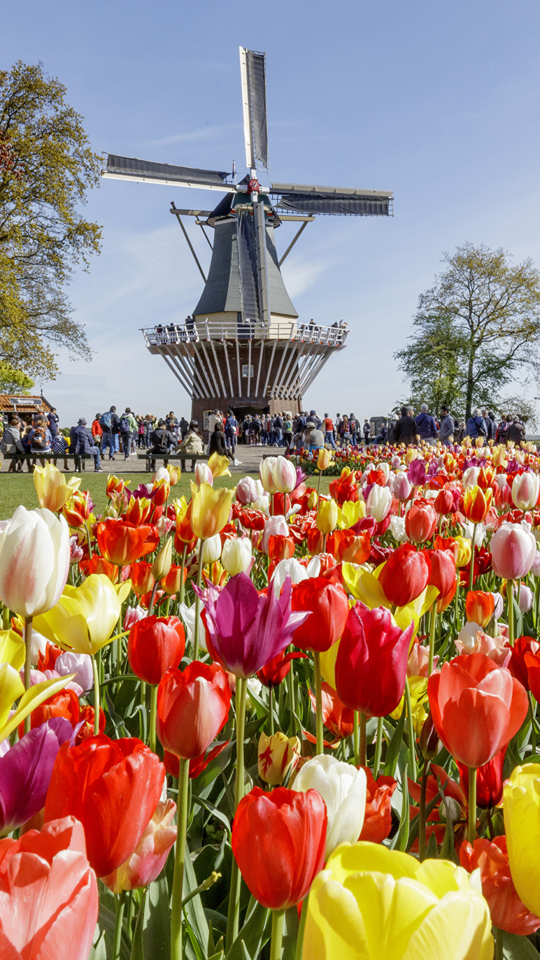1080x1920  Картинка голландия ветряная мельница Keukenhof Природа 1080x1920