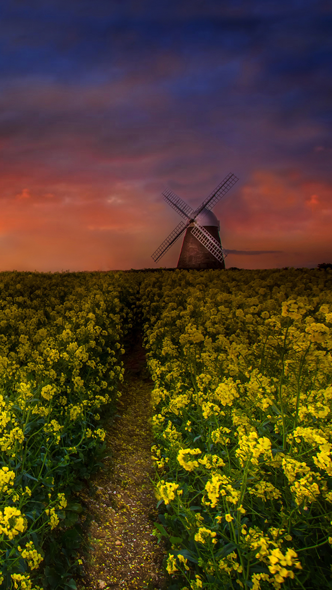 1080x1920  Картинки Мельница Рапс Тропа Природа Поля Вечер 1080x1920
