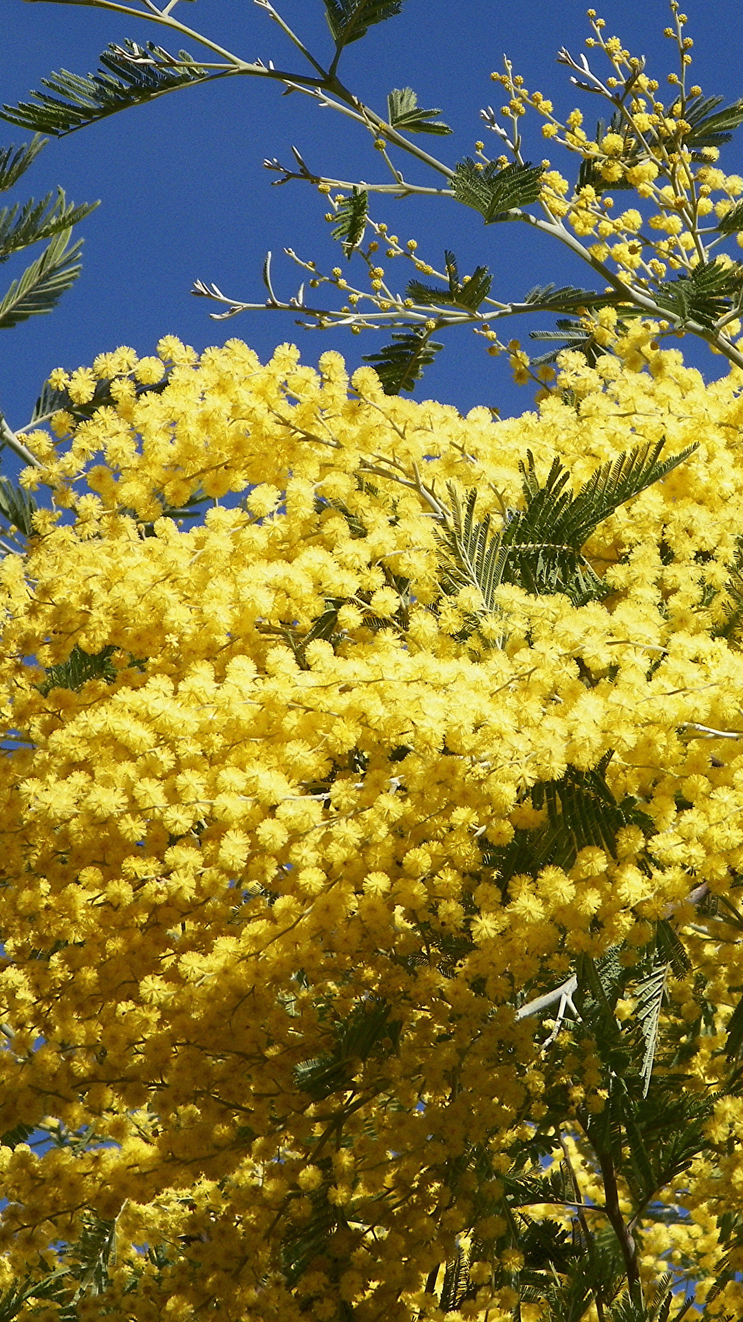 1080x1920  Фотография желтая Мимозы цветок Крупным планом 1080x1920