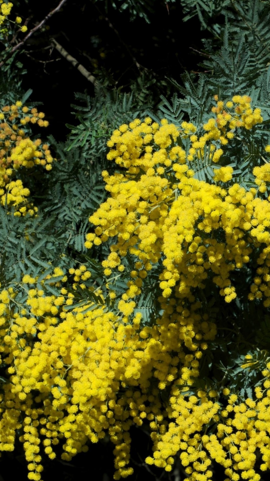 1080x1920  Мимоза обои для Андроид Full HD, лучшие 1080x1920 заставки на телефон |  Akspic