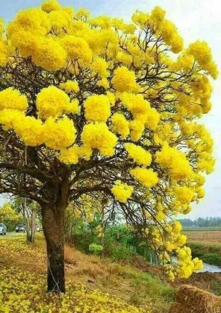 750x1062  Обои дерево, растение, желтый, мимоза, весна для iPhone 6, 6S, 7, 8  бесплатно, заставка 750x1334 - скачать картинки и фото