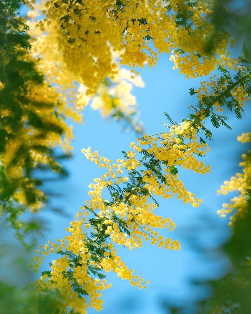 864x1080  Обои \"Мимоза\" на рабочий стол, скачать бесплатно лучшие картинки Мимоза на  заставку ПК (компьютера) | mob.org