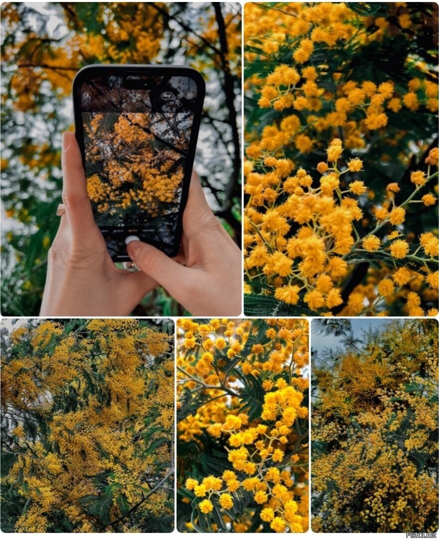 882x1087  Натуральное ароматическое мыло \"Мимоза\" LE BLANC sarl 9212650 купить в  интернет-магазине Wildberries