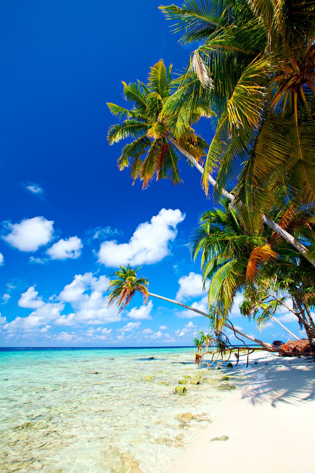 1067x1600  Пальма У Моря - фотообои Екатеринбург в интернет магазин arte.ru. Заказать обои  Пальма У Моря (21133)