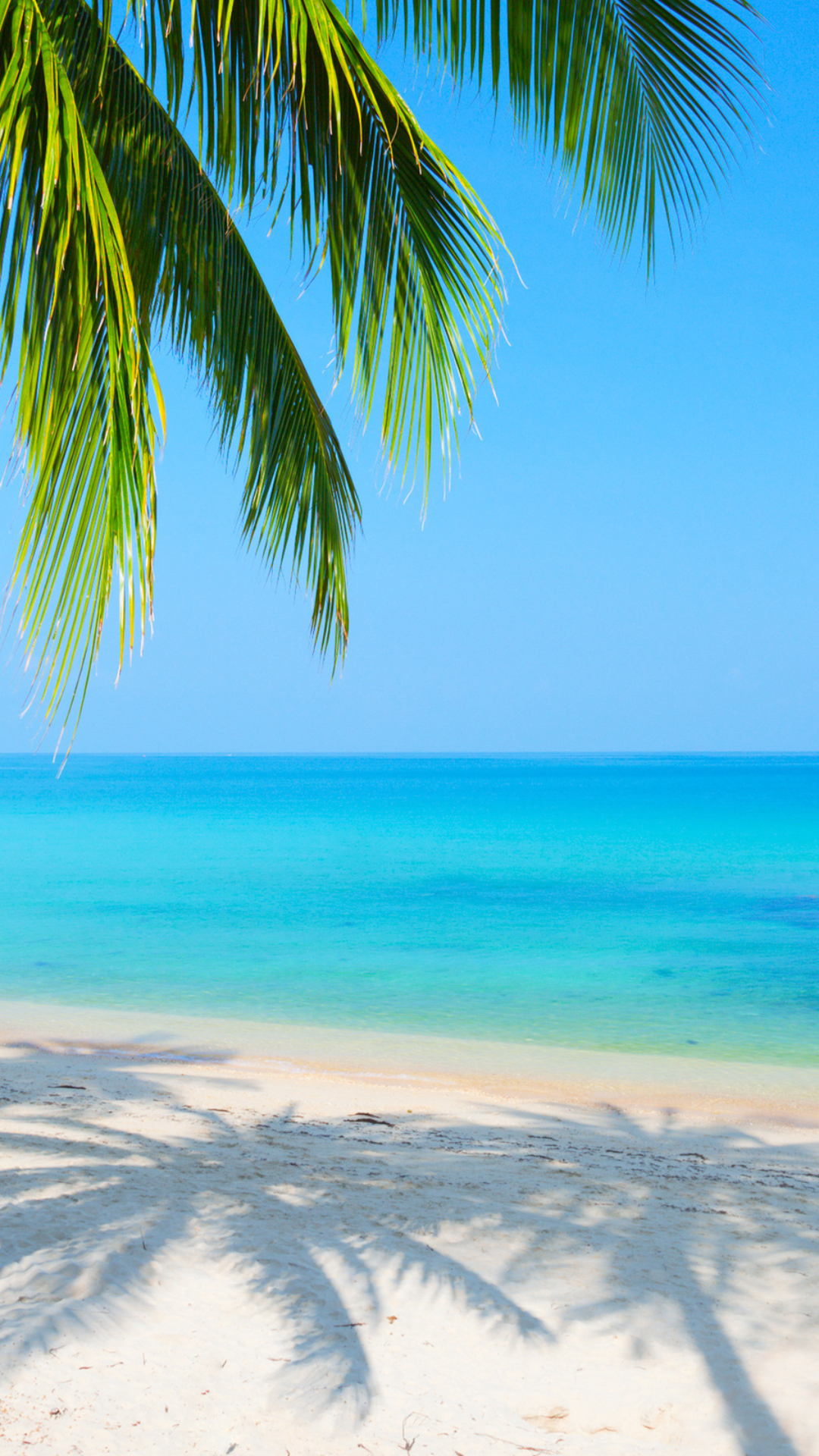 1080x1920  Обои море, море, пальма No 108058 Разрешение 2560x1600, раздел Природа,  размер 2560x1600 Wide - скачать бесплатно картинку на рабочий стол и телефон