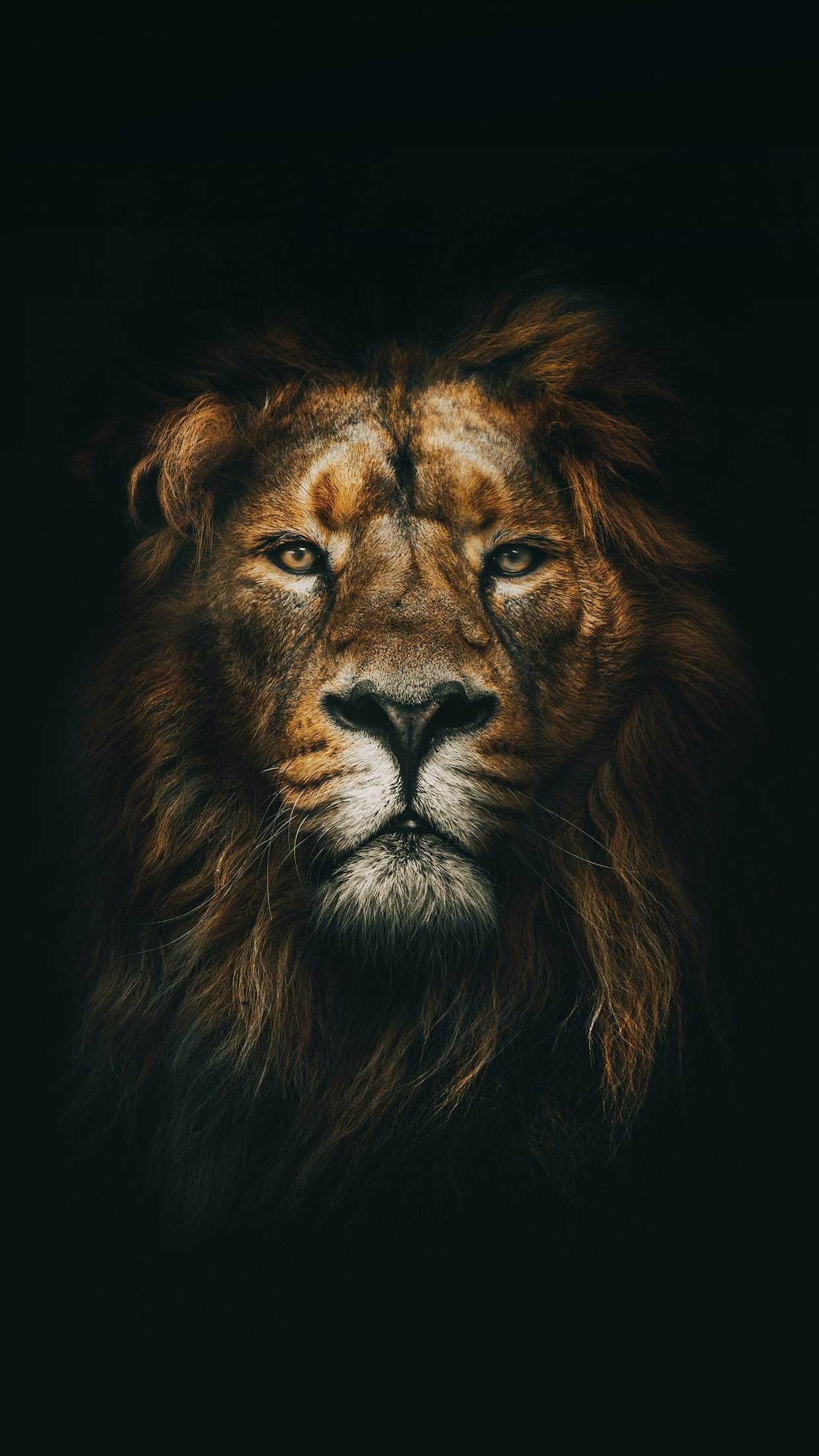 1242x2208 ? Лев Обои - Злой 4K | HD Lion Pictures ❤ для Android - Скачать APK 