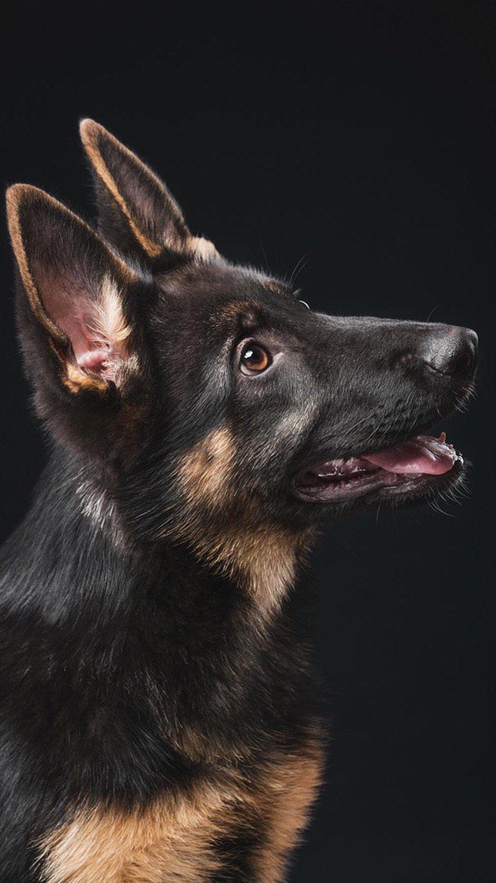 720x1280  Картинки до телефона/собака/животные/ обои на телефон/ картинки для сторис  | Фото собак, Собаки, Фотографии животных