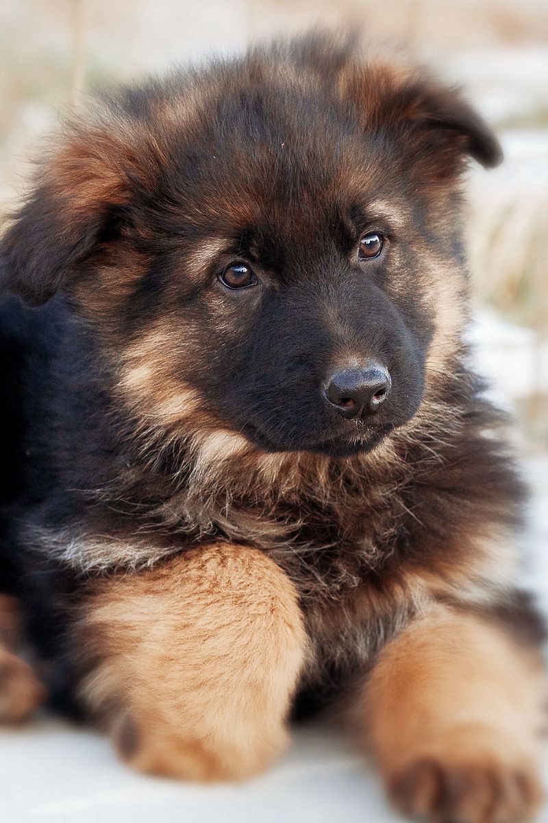 800x1200  Скачать 800x1200 немецкая овчарка, собака, щенок, милый обои, картинки  iphone 4s/4 for parallax