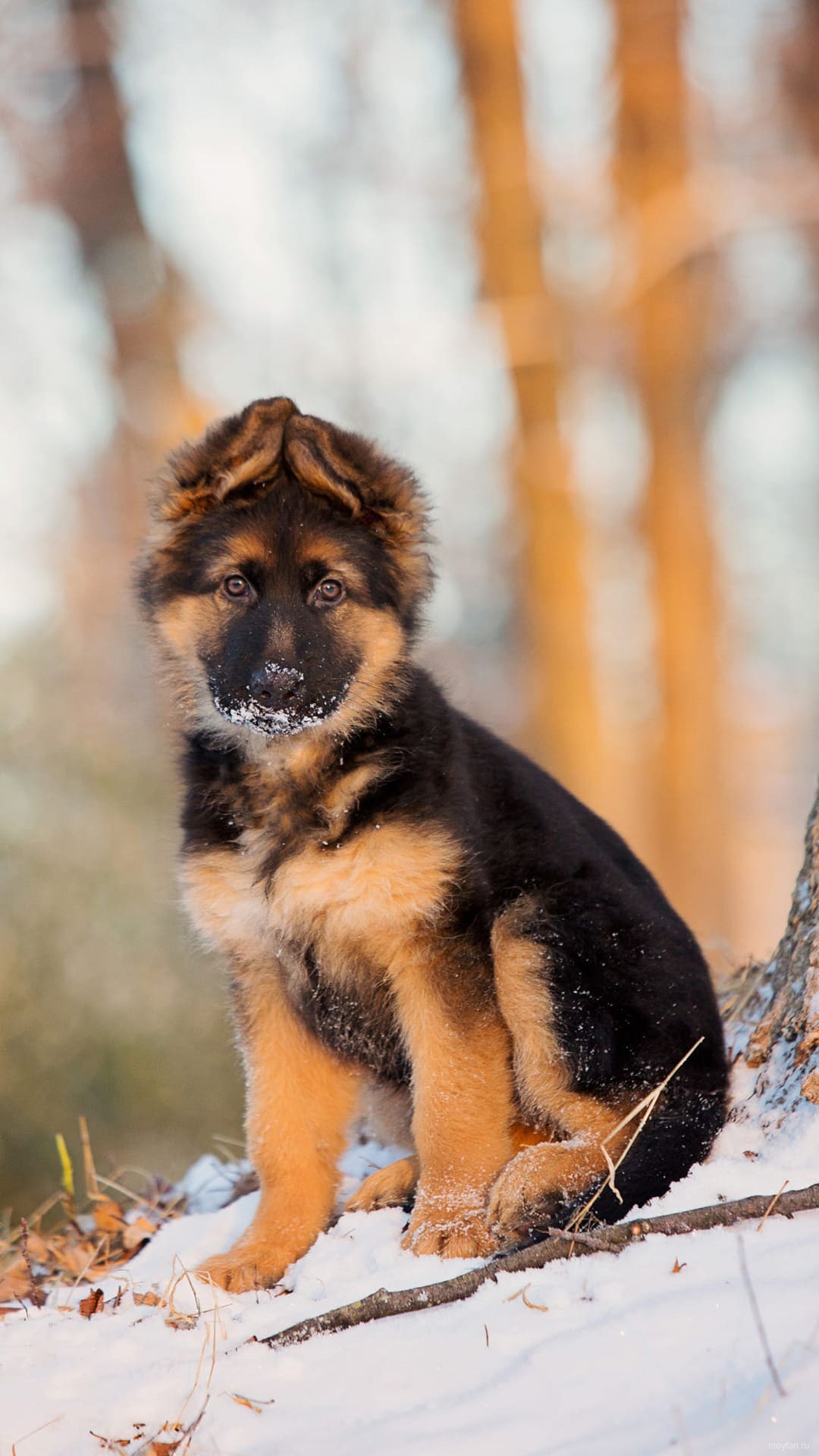 1080x1920  Щенок овчарки обои на телефон hd качества. | Животные картинки на телефон  скачать. | Постила