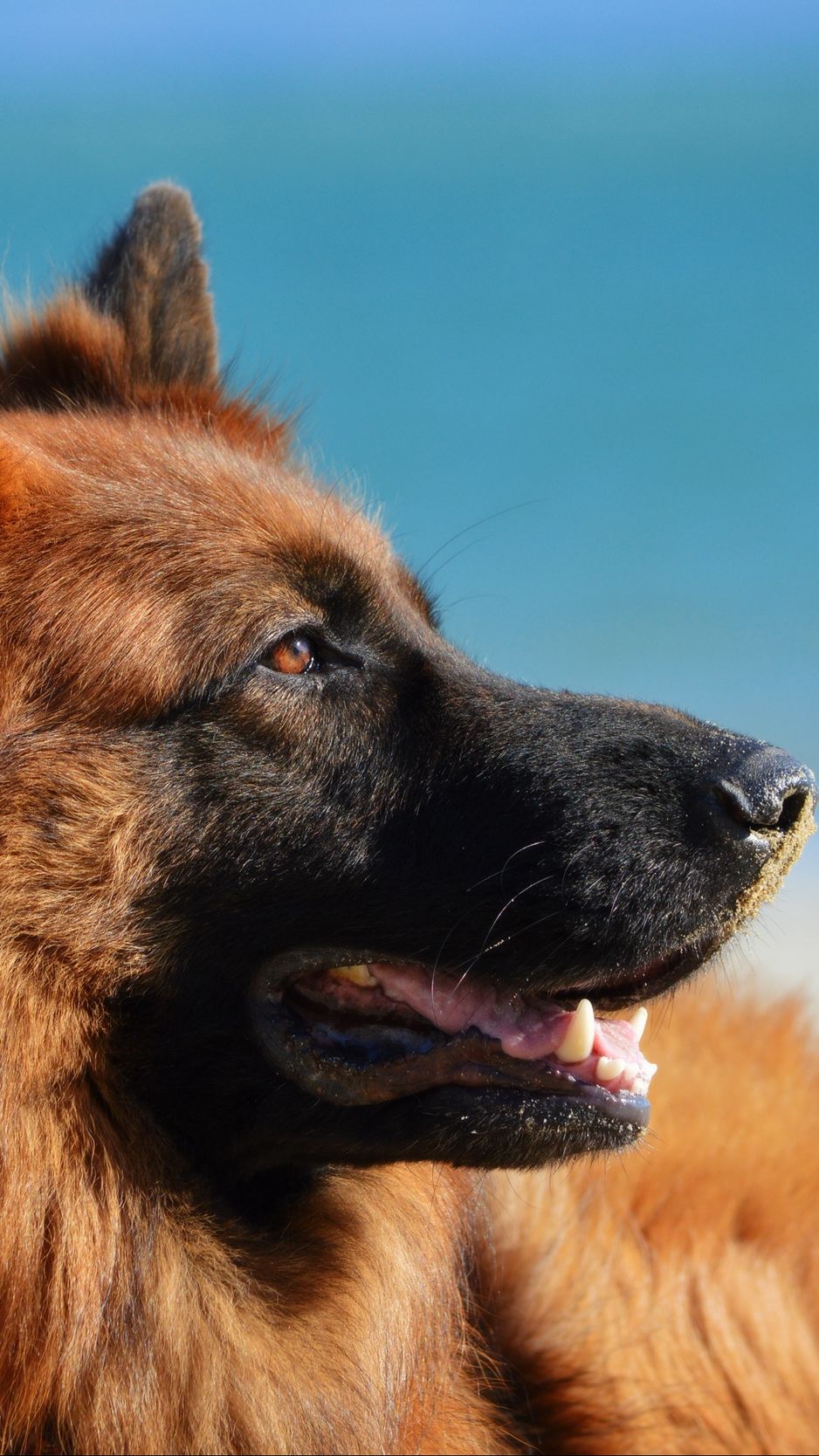 938x1668  Скачать 938x1668 немецкая овчарка, собака, длинношерстная обои, картинки  iphone 8/7/6s/6 for parallax