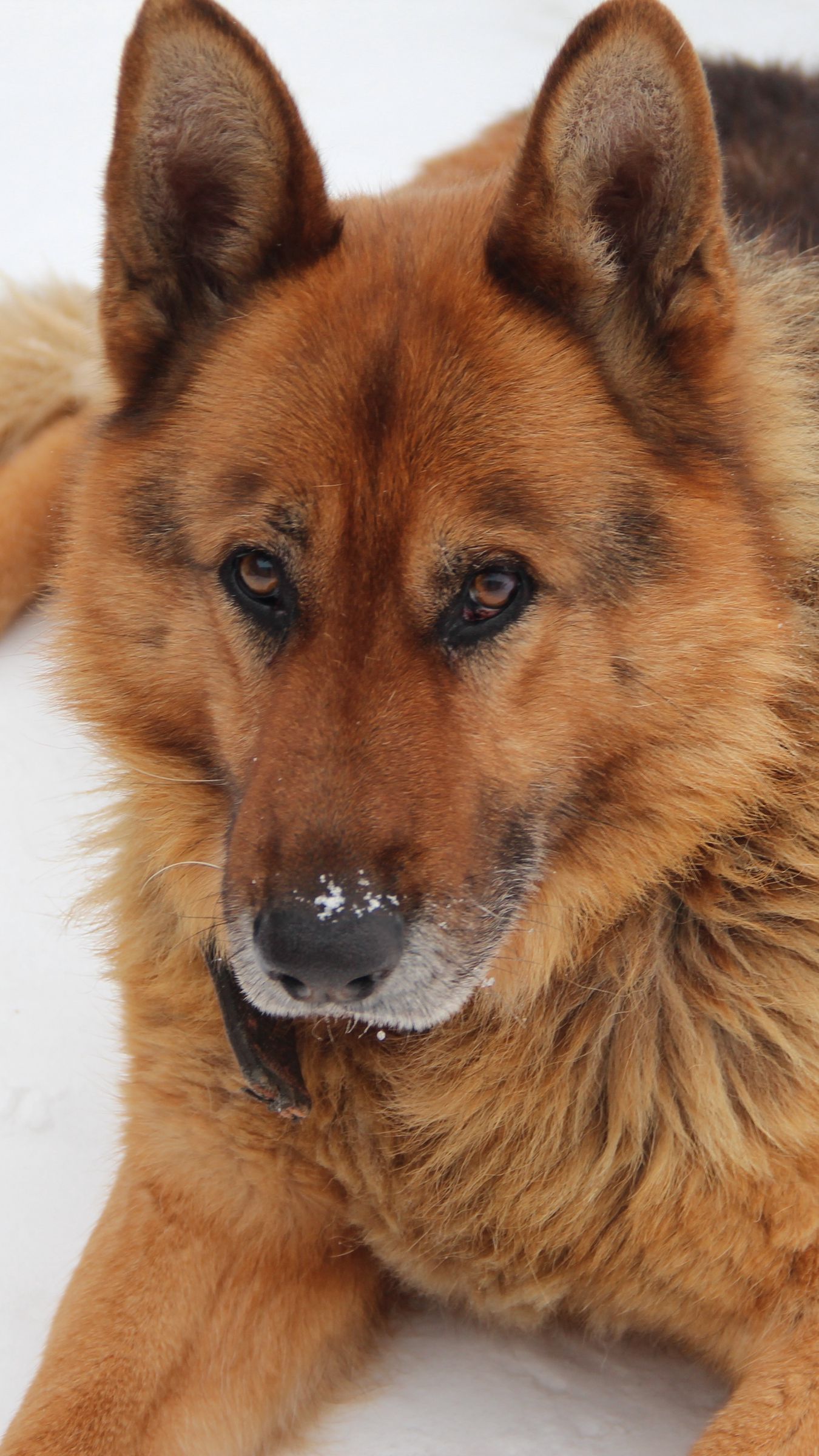 1350x2400  Скачать 1350x2400 немецкая овчарка, собака, морда, лежит, взгляд обои,  картинки iphone 8+/7+/6s+/6+ for parallax