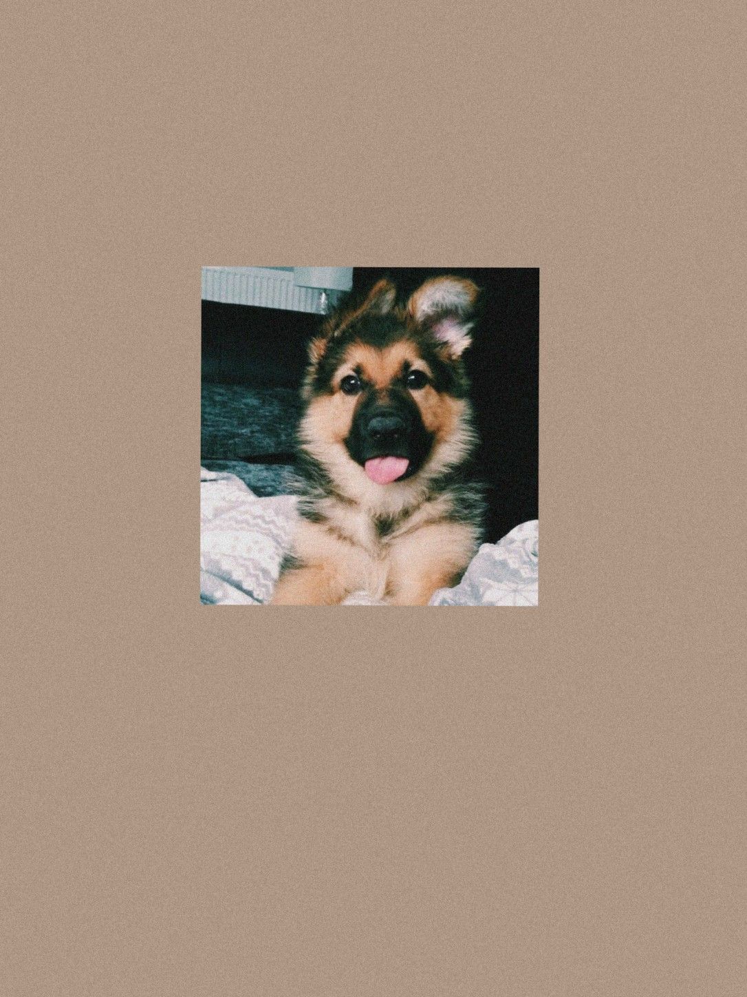 1086x1448  Обои немецкая овчарка | Овчарка, Щенки немецкой овчарки, Аджилити