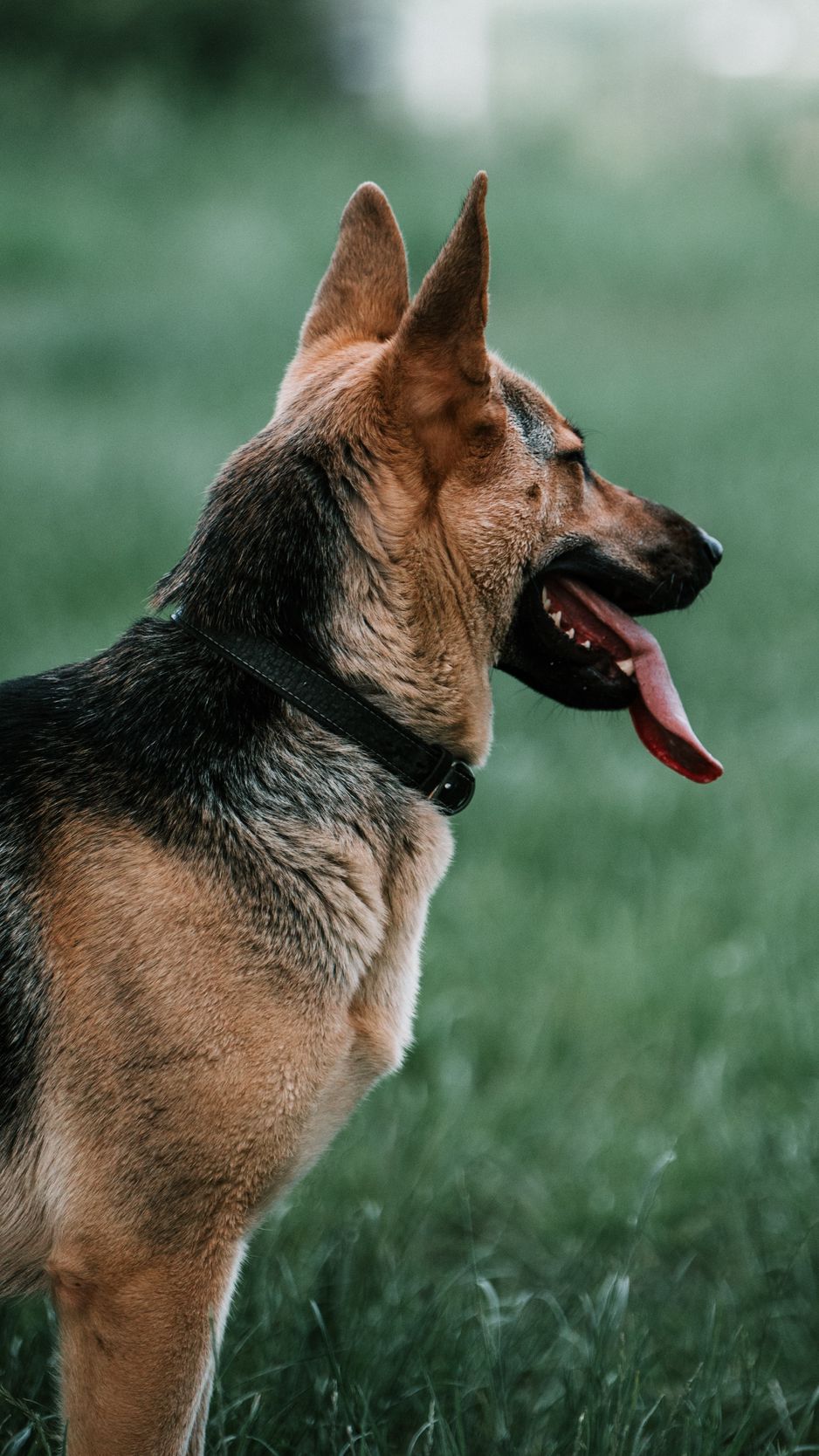 938x1668  Обои на телефон овчарка в hd качестве. | Животные картинки на телефон  скачать. | Постила