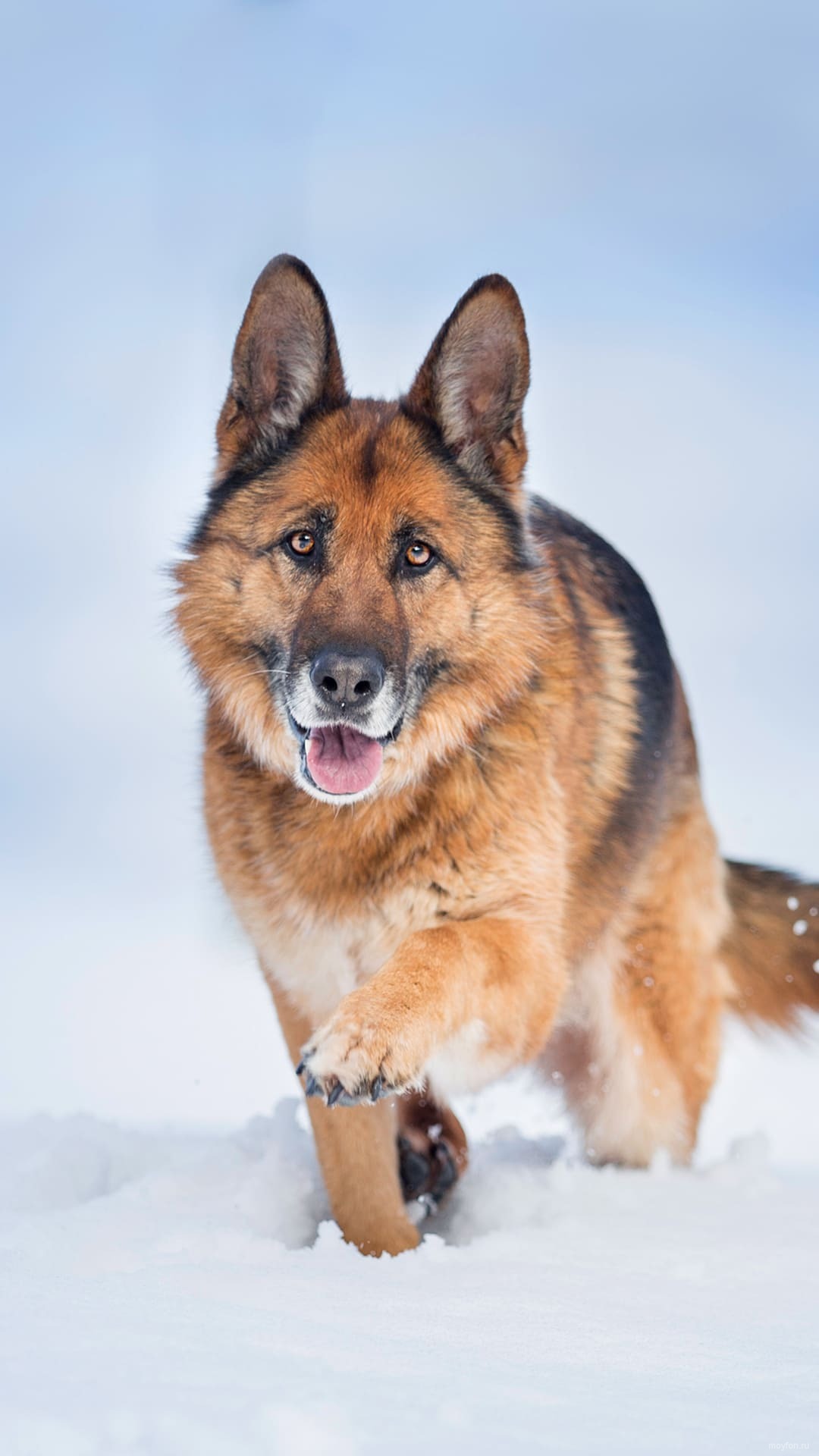 1080x1920  Немецкая овчарка обои для телефона, HD заставки и картинки на экран  блокировки 720x1280 | Akspic