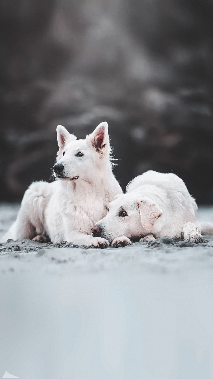 736x1308  Обои Немецкая овчарка, подарки, Новый год 750x1334 iPhone 8/7/6/6S  Изображение